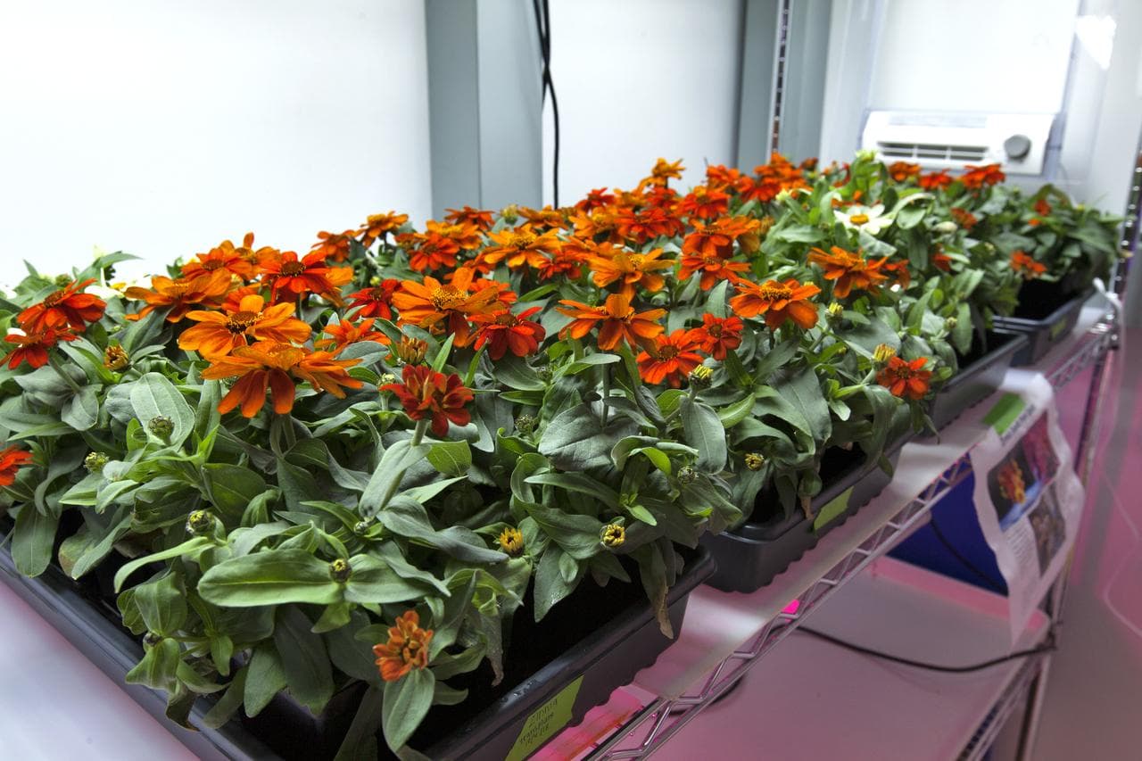 Flores alaranjadas cultivadas em um habitat de pesquisa.